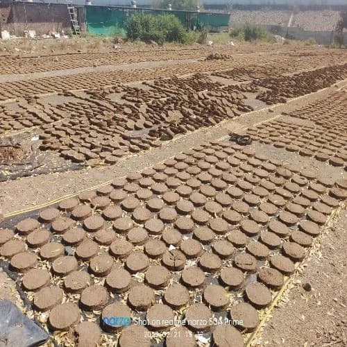 Cow Dung Cake