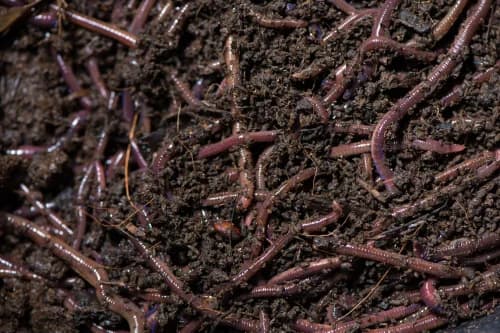 Gandul Khat Vermicompost