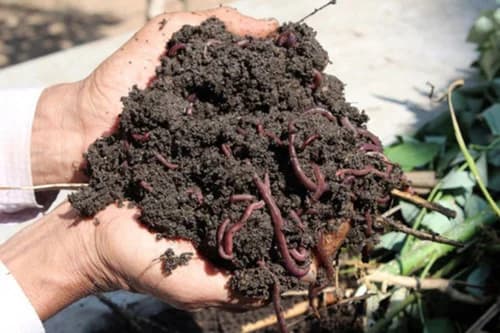 Organic Vermicompost